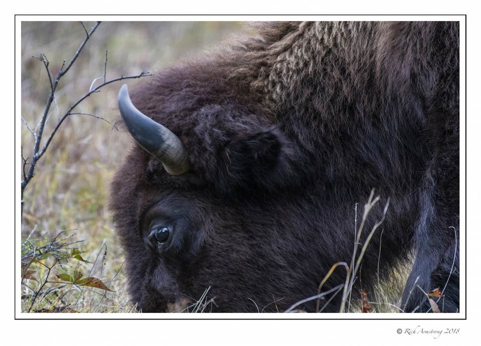 bison 2 copy.jpg
